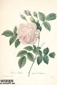 Modello di tatuaggio rosa bianca manoscritto