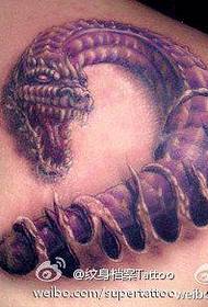 bel modello di tatuaggio drago europeo e americano spalla