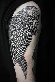 Pola tato parrot amba