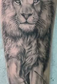modello del tatuaggio del leone ambulante sul braccio