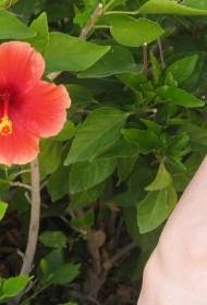 Arm kleur kleine hibiscus bloem verse tattoo foto