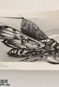 Manuscript Sketch Moth ٹیٹو پیٹرن 168068 - پيدائش اسڪرپٽ خاڪ سانپ ٽٽڻو پیٹرن