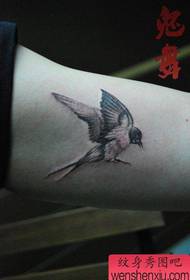 ragazze braccio nero grigio piccolo rondine tatuaggio modello