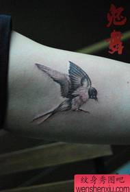 vajzat krahu i zi gri i vogël model tatuazhi gëlltitje