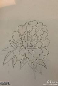 Manoscritto di fiori di peonia