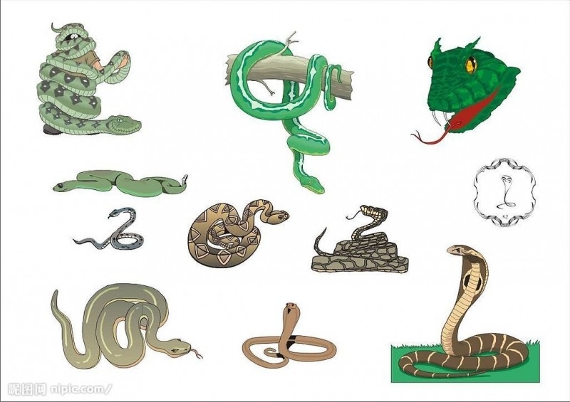 Змея 8 букв сканворд. Восемь змей. Змея 8. Змея Nine. 9 Змей.
